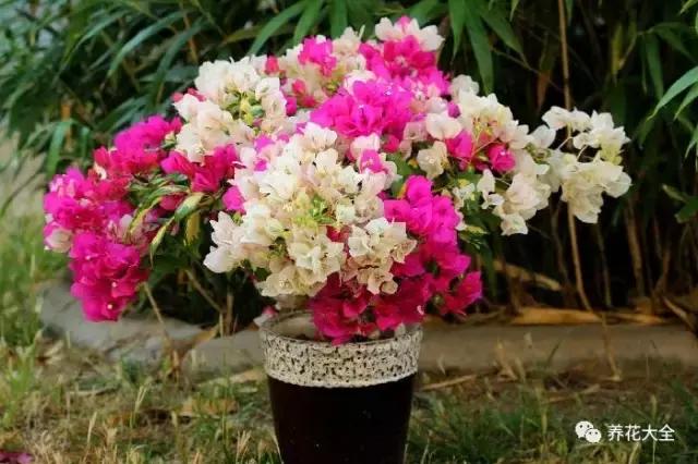 50種花夏季澆水大全,學不會花必死!