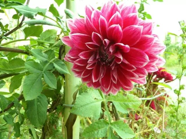 50種花夏季澆水大全,學不會花必死!