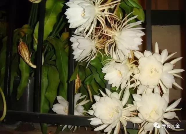 50種花夏季澆水大全,學不會花必死!