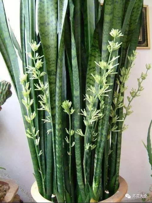 50種花夏季澆水大全,學不會花必死!