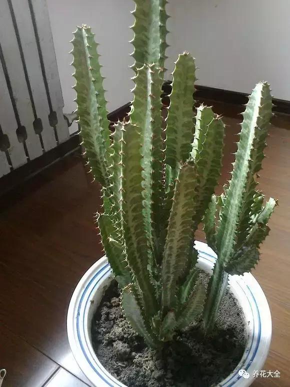50種花夏季澆水大全,學不會花必死!