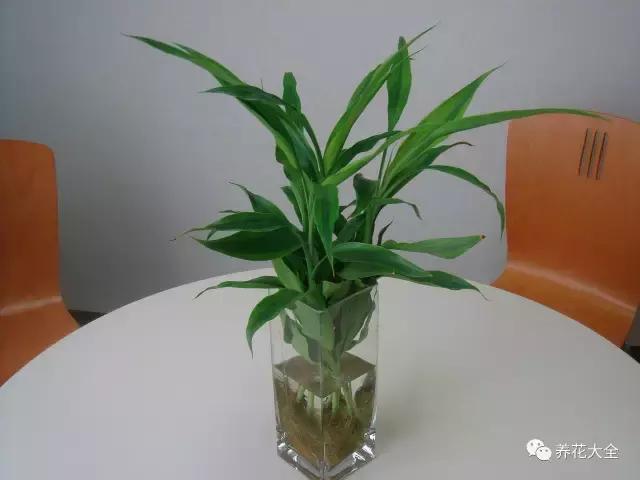 50種花夏季澆水大全,學不會花必死!