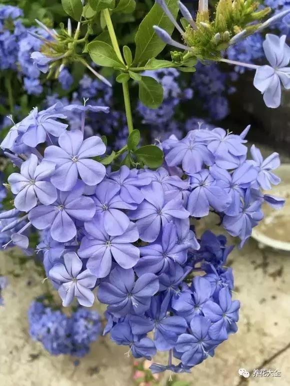 50種花夏季澆水大全,學不會花必死!