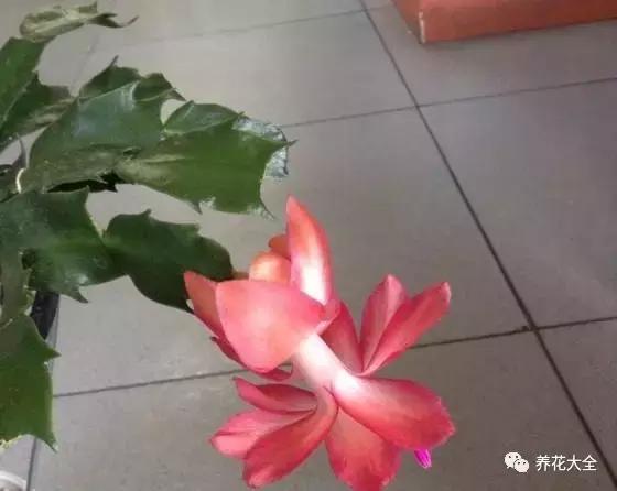 50種花夏季澆水大全,學不會花必死!