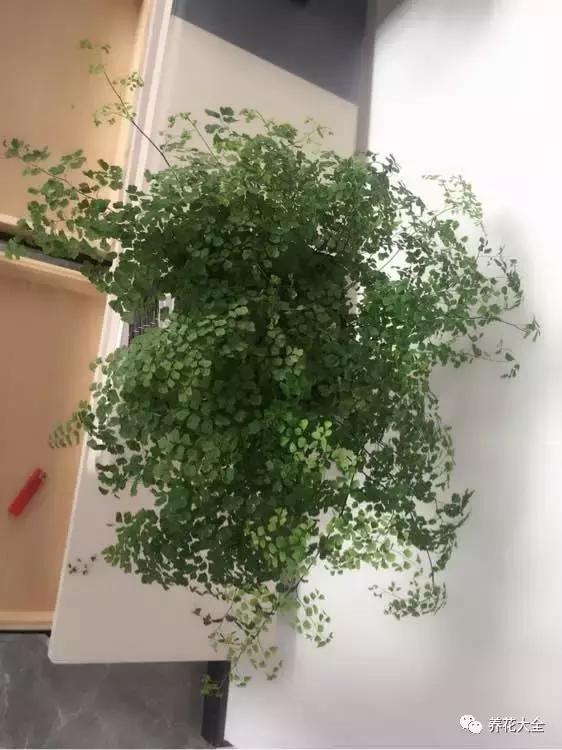 50種花夏季澆水大全,學不會花必死!