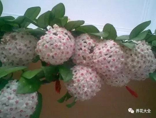 50種花夏季澆水大全,學不會花必死!