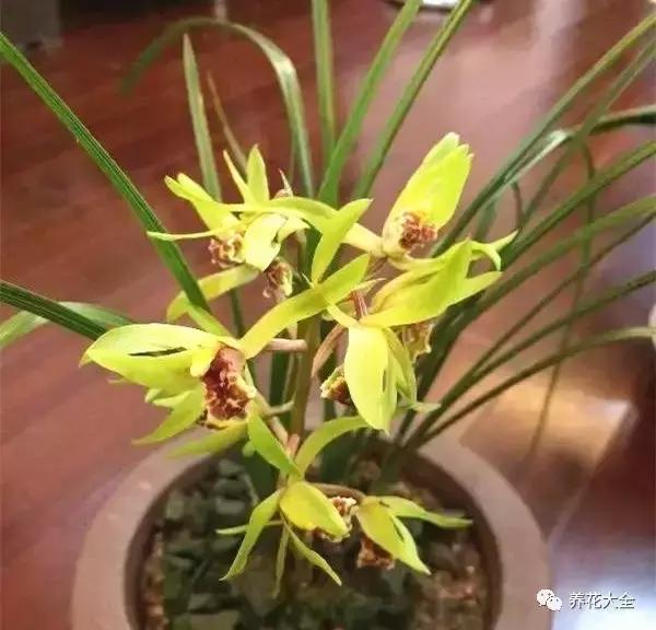 50種花夏季澆水大全,學不會花必死!