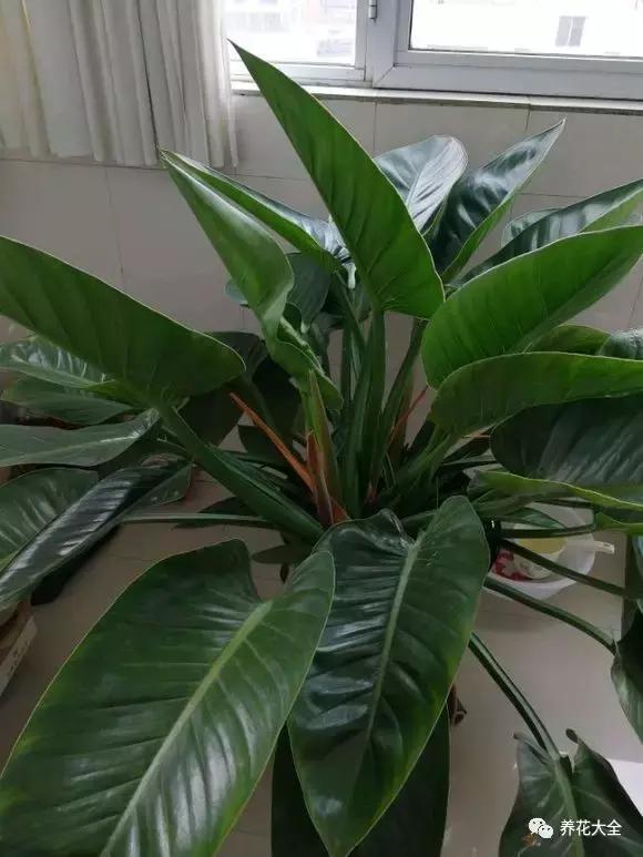 50種花夏季澆水大全,學不會花必死!