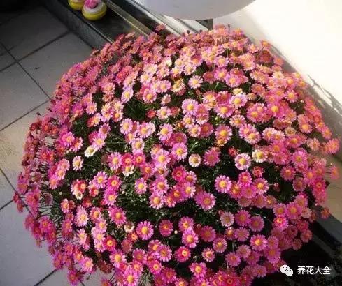 50種花夏季澆水大全,學不會花必死!