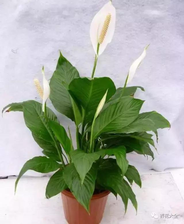 50種花夏季澆水大全,學不會花必死!