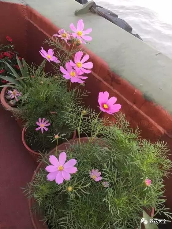 50種花夏季澆水大全,學不會花必死!