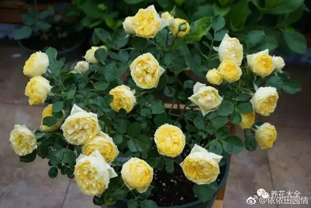 50種花夏季澆水大全,學不會花必死!