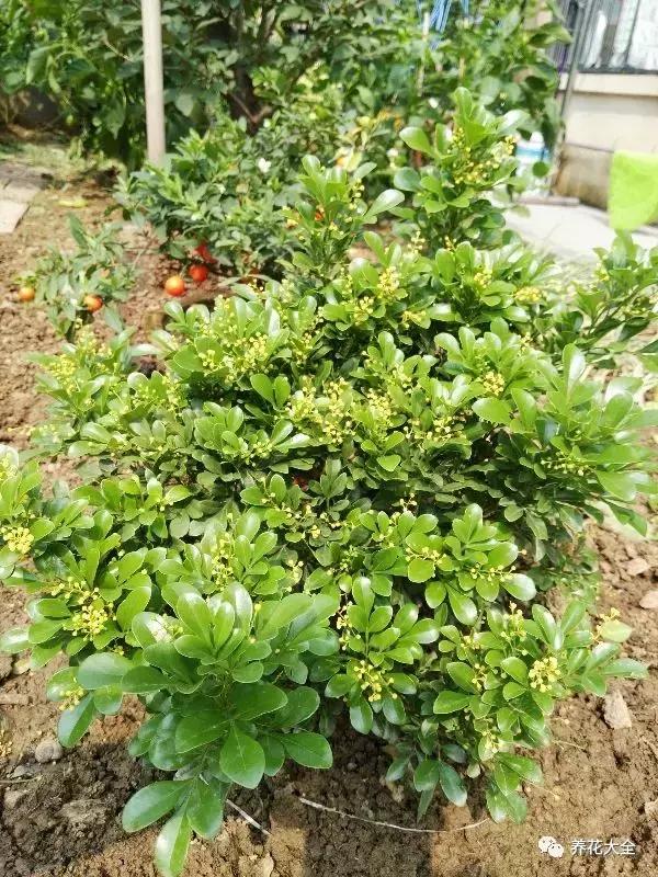 50種花夏季澆水大全,學不會花必死!