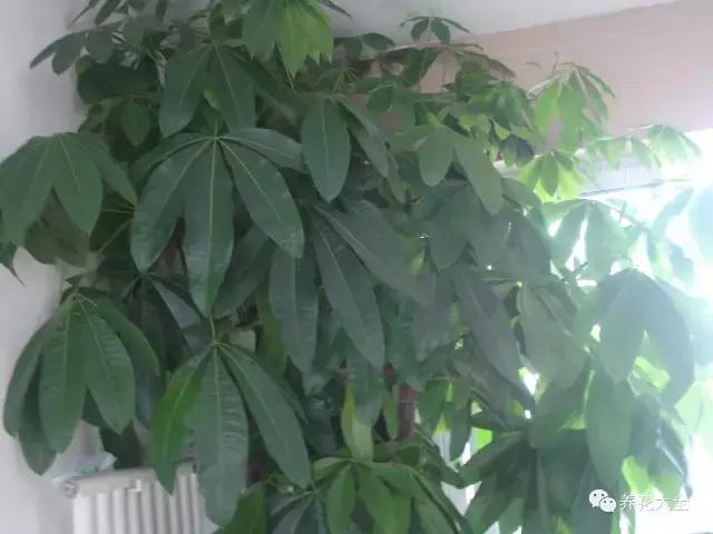 50種花夏季澆水大全,學不會花必死!