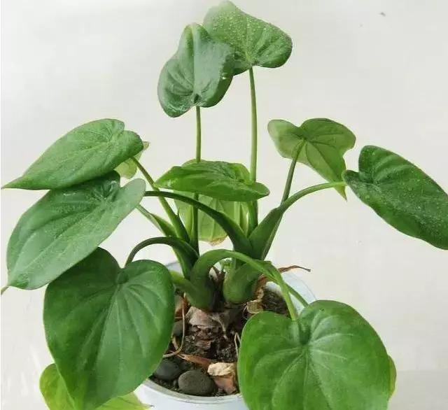 50種花夏季澆水大全,學不會花必死!