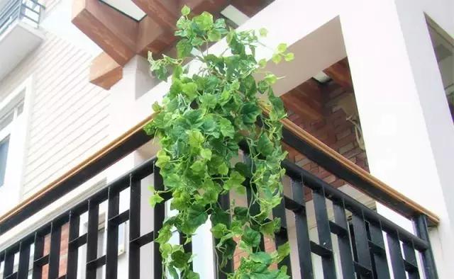 這八種垂吊植物掛在家裡，鄰居都羨慕死了