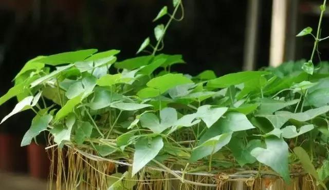 這八種垂吊植物掛在家裡,鄰居都羨慕死了