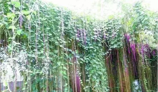 這八種垂吊植物掛在家裡,鄰居都羨慕死了