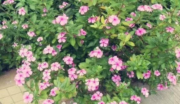 這八種垂吊植物掛在家裡,鄰居都羨慕死了