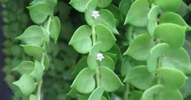 這八種垂吊植物掛在家裡,鄰居都羨慕死了