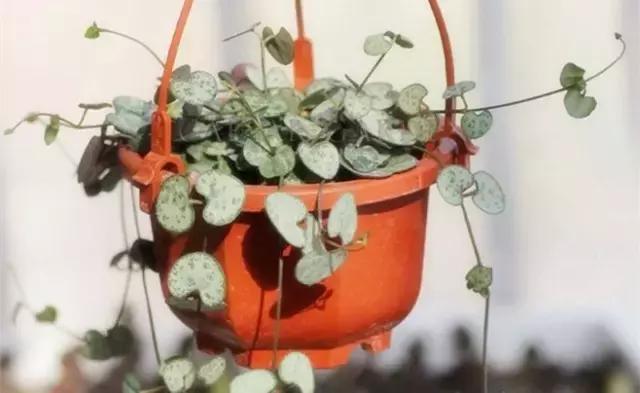 這八種垂吊植物掛在家裡,鄰居都羨慕死了