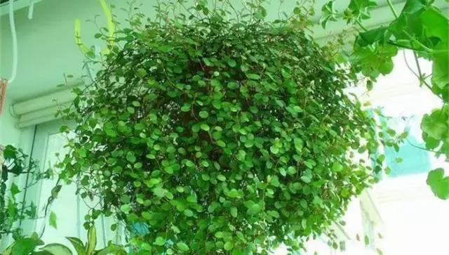 這八種垂吊植物掛在家裡,鄰居都羨慕死了