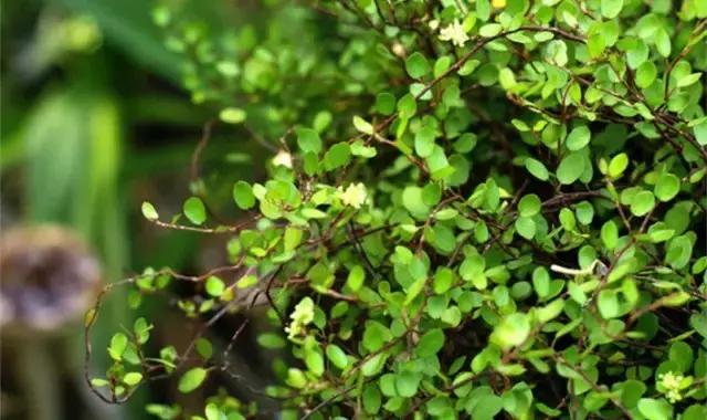 這八種垂吊植物掛在家裡,鄰居都羨慕死了