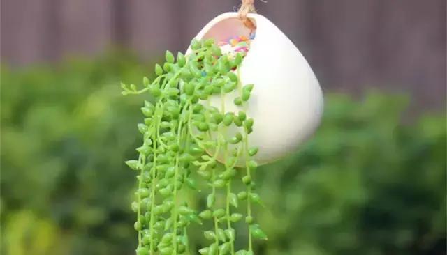 這八種垂吊植物掛在家裡,鄰居都羨慕死了