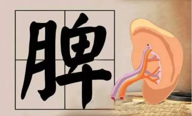 脾虛的女人會變醜,養臉不如先養脾!