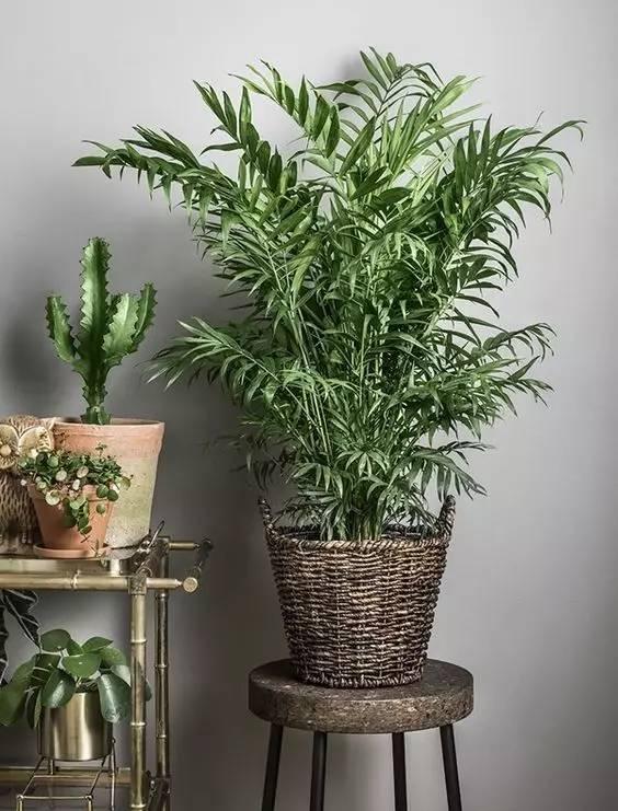 這15種植物放家裡,勝過空氣淨化器!