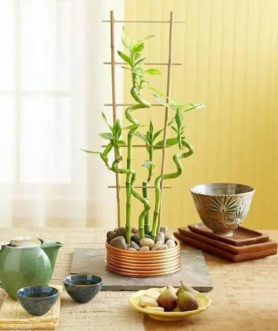 這15種植物放家裡,勝過空氣淨化器!