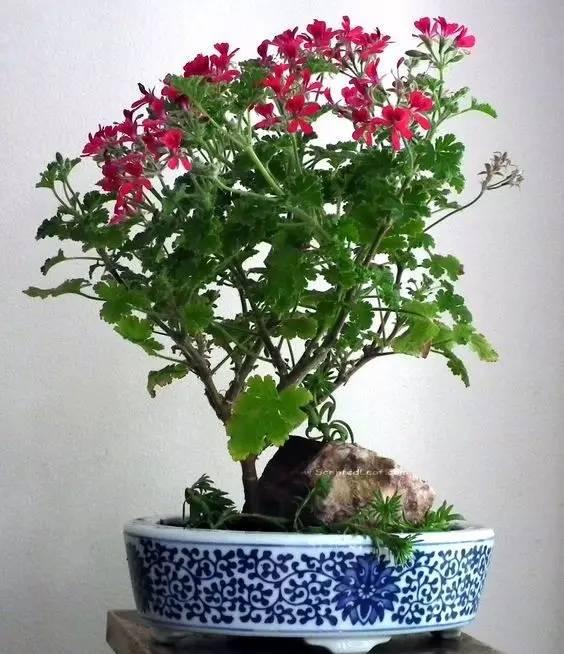 這15種植物放家裡,勝過空氣淨化器!