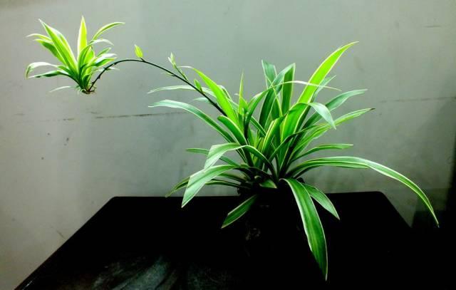 這15種植物放家裡,勝過空氣淨化器!
