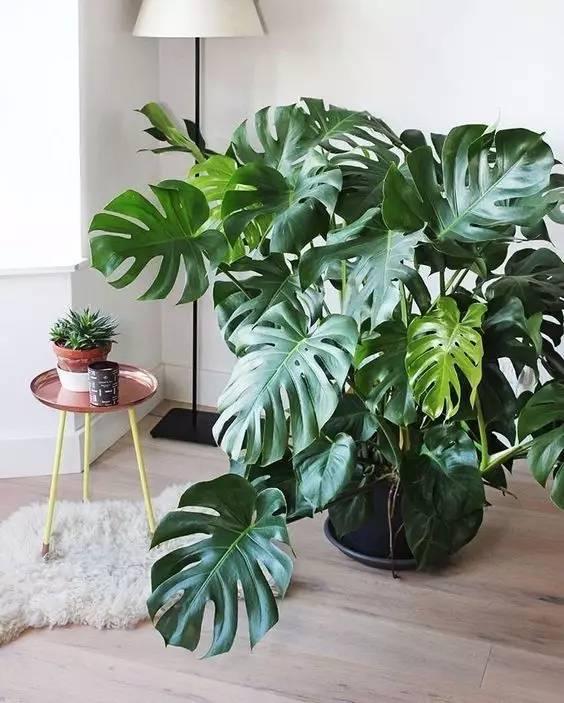 這15種植物放家裡,勝過空氣淨化器!