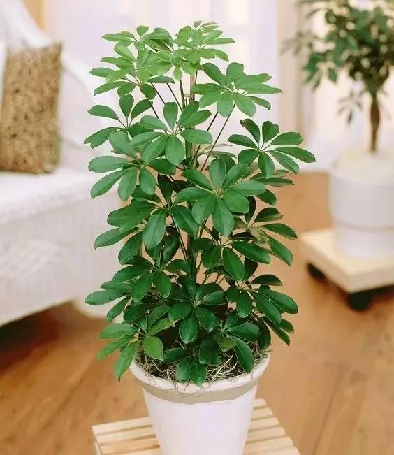 這15種植物放家裡,勝過空氣淨化器!