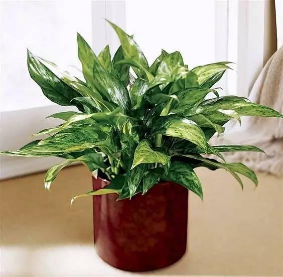這15種植物放家裡,勝過空氣淨化器!
