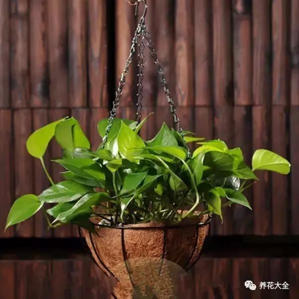 你的陽台不夠美,是因為你沒把花吊起來!