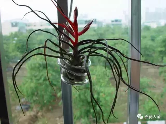 你的陽台不夠美,是因為你沒把花吊起來!