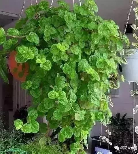 你的陽台不夠美,是因為你沒把花吊起來!