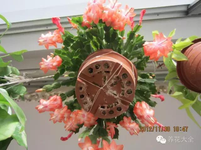 你的陽台不夠美,是因為你沒把花吊起來!