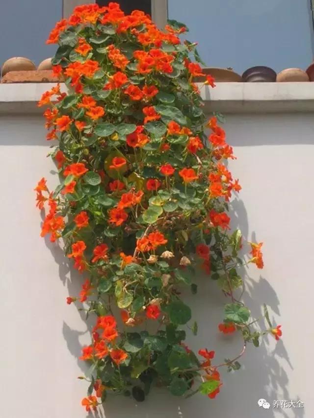 你的陽台不夠美,是因為你沒把花吊起來!