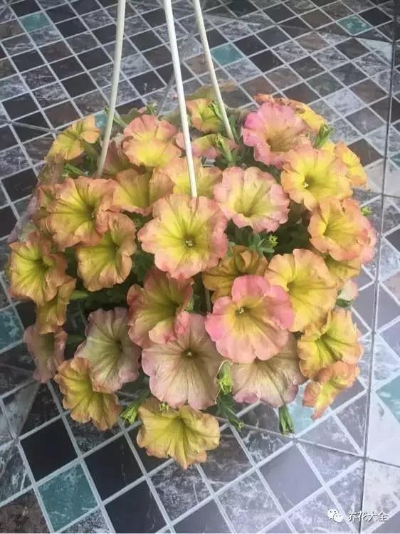 你的陽台不夠美,是因為你沒把花吊起來!