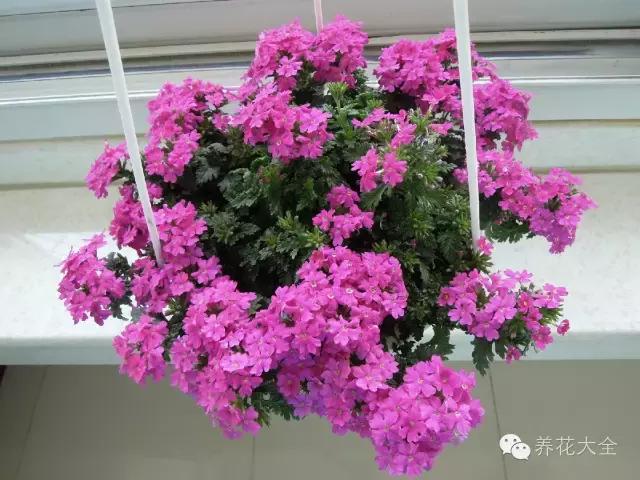 你的陽台不夠美,是因為你沒把花吊起來!