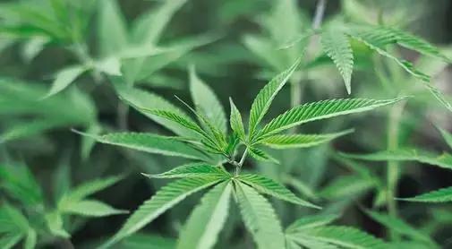 有些話，嘴上不說，心裡明白就好！