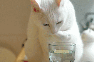 喝水的最佳時間：多喝不如會喝！
