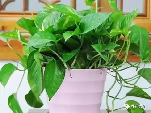發財樹梔子花,夏天這麼澆水,等著收屍吧!