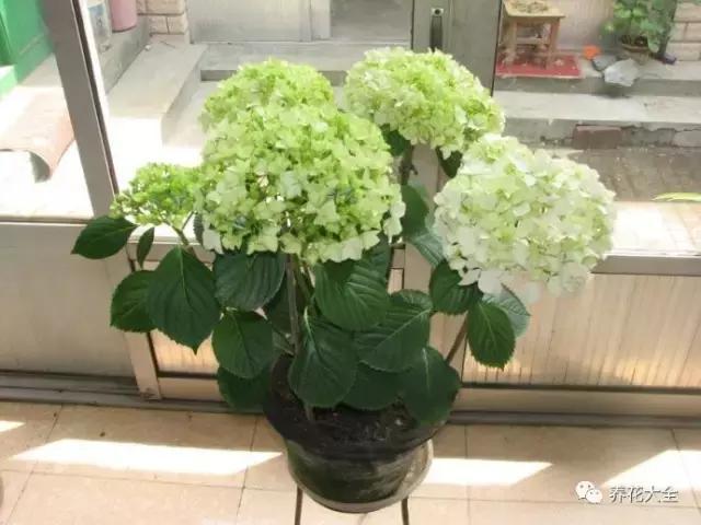 發財樹梔子花,夏天這麼澆水,等著收屍吧!