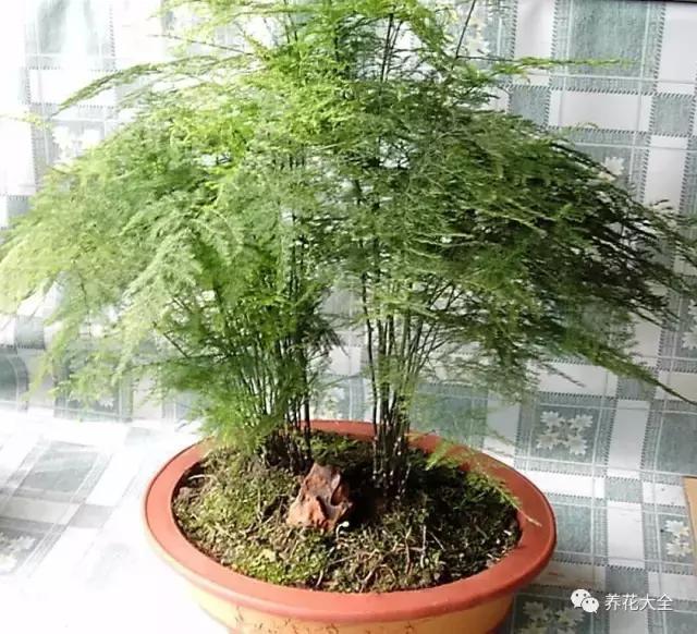 發財樹梔子花,夏天這麼澆水,等著收屍吧!