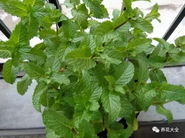 發財樹梔子花,夏天這麼澆水,等著收屍吧!
