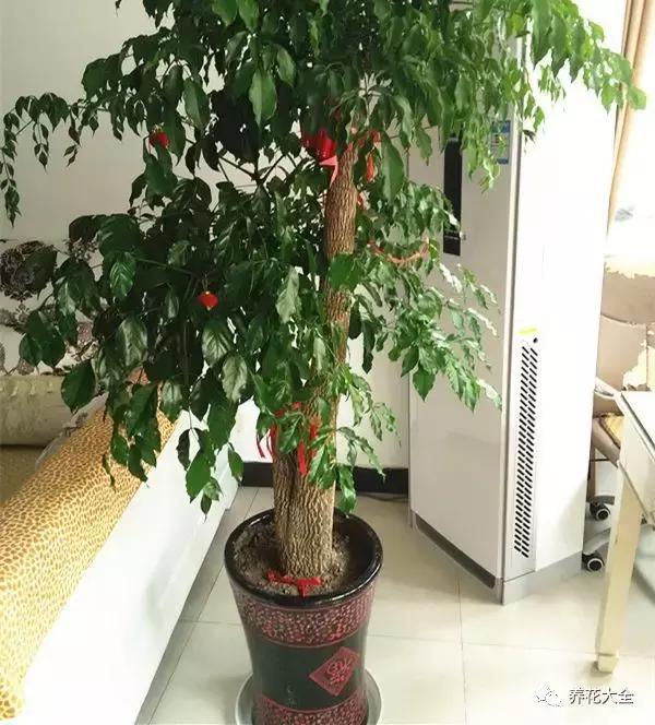 發財樹梔子花,夏天這麼澆水,等著收屍吧!